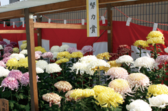 菊花展で受賞した菊の写真01