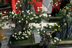 菊花展で受賞した菊の写真03